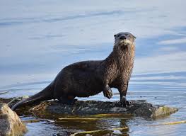 Otter