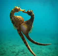 Seahorse